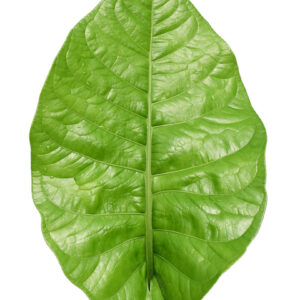 Anthurium_oxycarpum_giganteum_web.