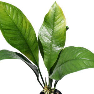 Anthurium_oxycarpum_web…