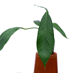 Anthurium_pallidiflorum_type