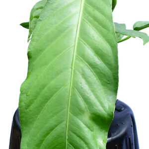 Anthurium_pendulifolium