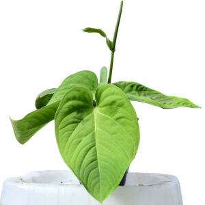 Anthurium_pulcachense_front