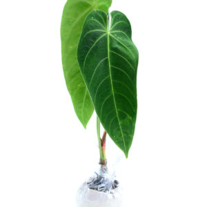 Anthurium_queremalense_empacado