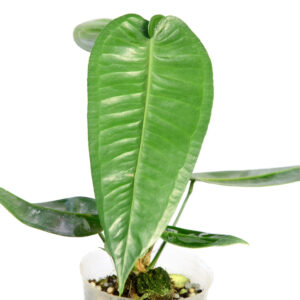 Anthurium_timplowmanii_plant