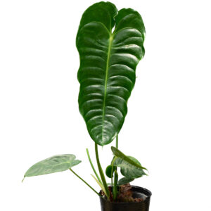 Anthurium_veitchii_type_plant