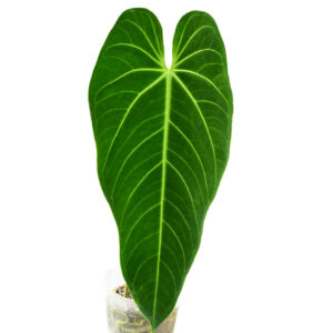 Anthurium_warocqueanum_x_anth._waterburyanum