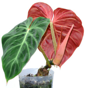 P_Verrucosum_Amazonsunset_back