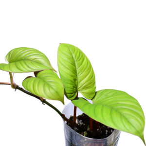 Philo._ernestii_red_plant_ml