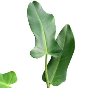 Philo_longilaminatum