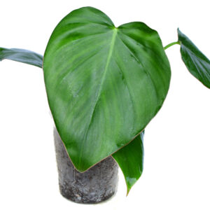 Philodendron_Pangui_Star