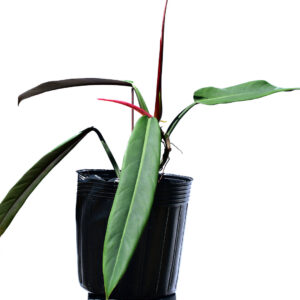 Philodendron_bilocor