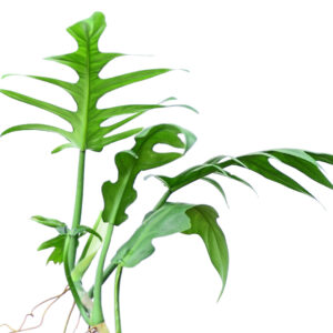 Philodendron_elegans.
