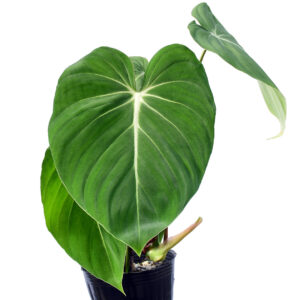 Philodendron_gloriosum_verde_plantf