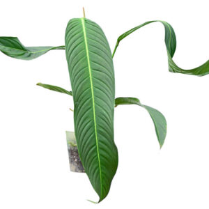 Philodendron_heterocraspedon…_ml