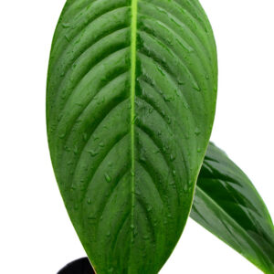 Philodendron_lentii_plant
