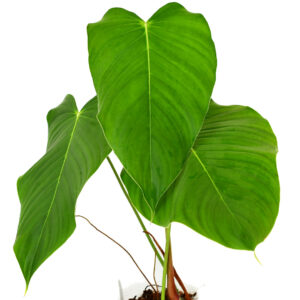 Philodendron_melanoneuron_plant