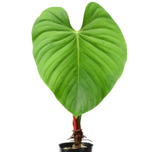 Philodendron_nangaritense_leaf