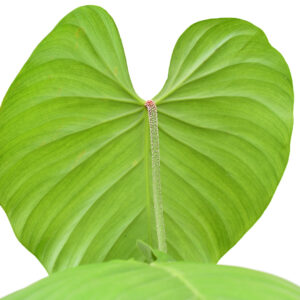 Philodendron_nangaritense_leaf_back