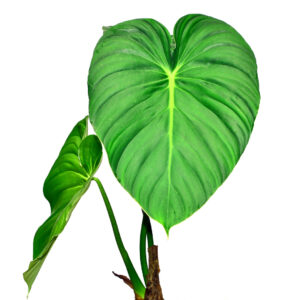 Philodendron_pastazanum