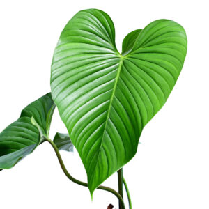 Philodendron_roseocataphyllum_platinum