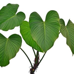 Philodendron_rubrocinctum