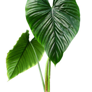 Philodendron_rubrocinctum_Platinum_plant