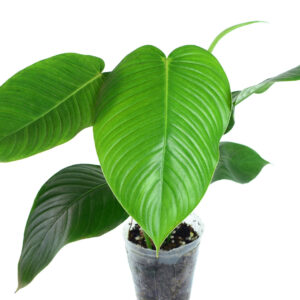 Philodendron_scherberichii_Ecuagenera