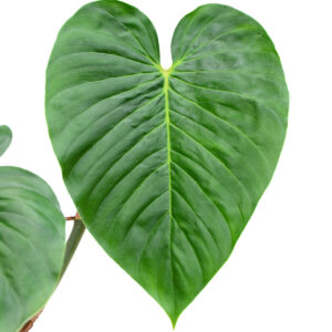 Philodendron_serpens_x_verrucosum_leave