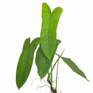 Philodendron_sharoniaesmall