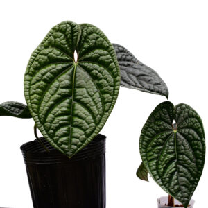 anth._luxurians_big__normal