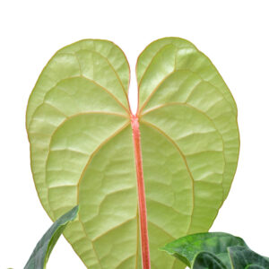 anth._magnificum_x_luxurians_b
