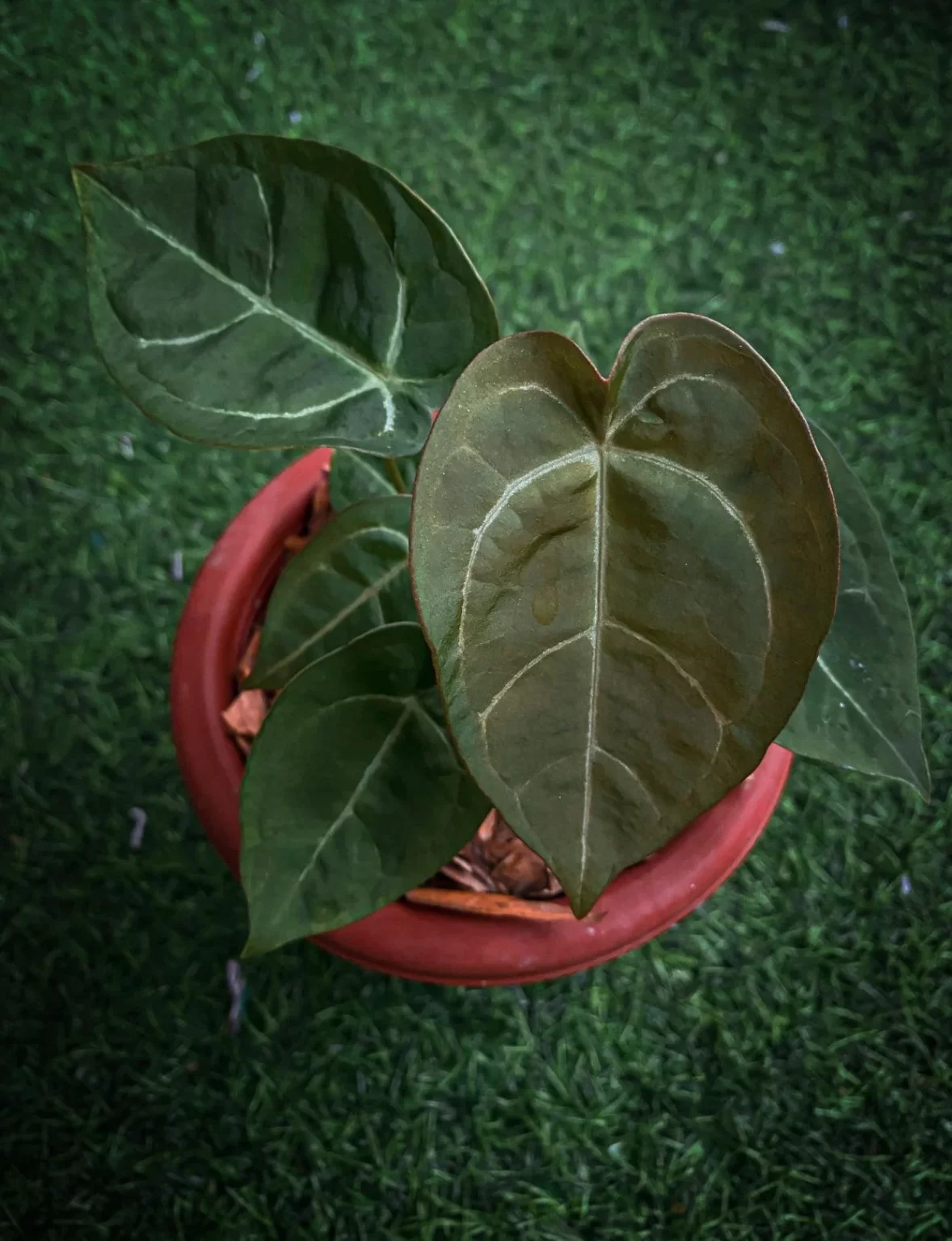 Anthurium Ace Of Spades Indo X Forgeti - Tropical Vines
