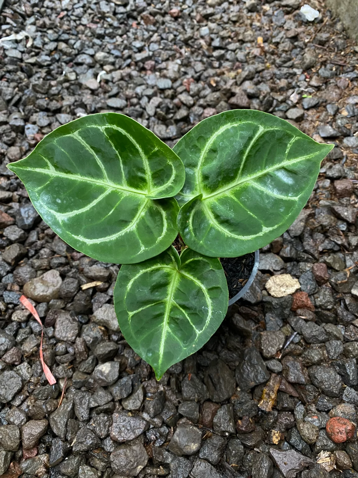 anthurium-dorayaki-x-ace-of-