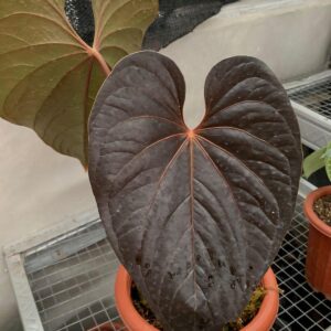 anthurium-queen-of-heart-indonesia-plant-1