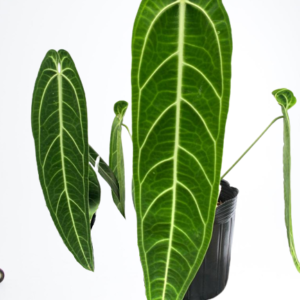 anthurium_warocqueanum-removebg-preview
