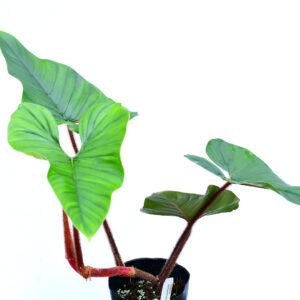 philodendron_squamicaule_blushing_