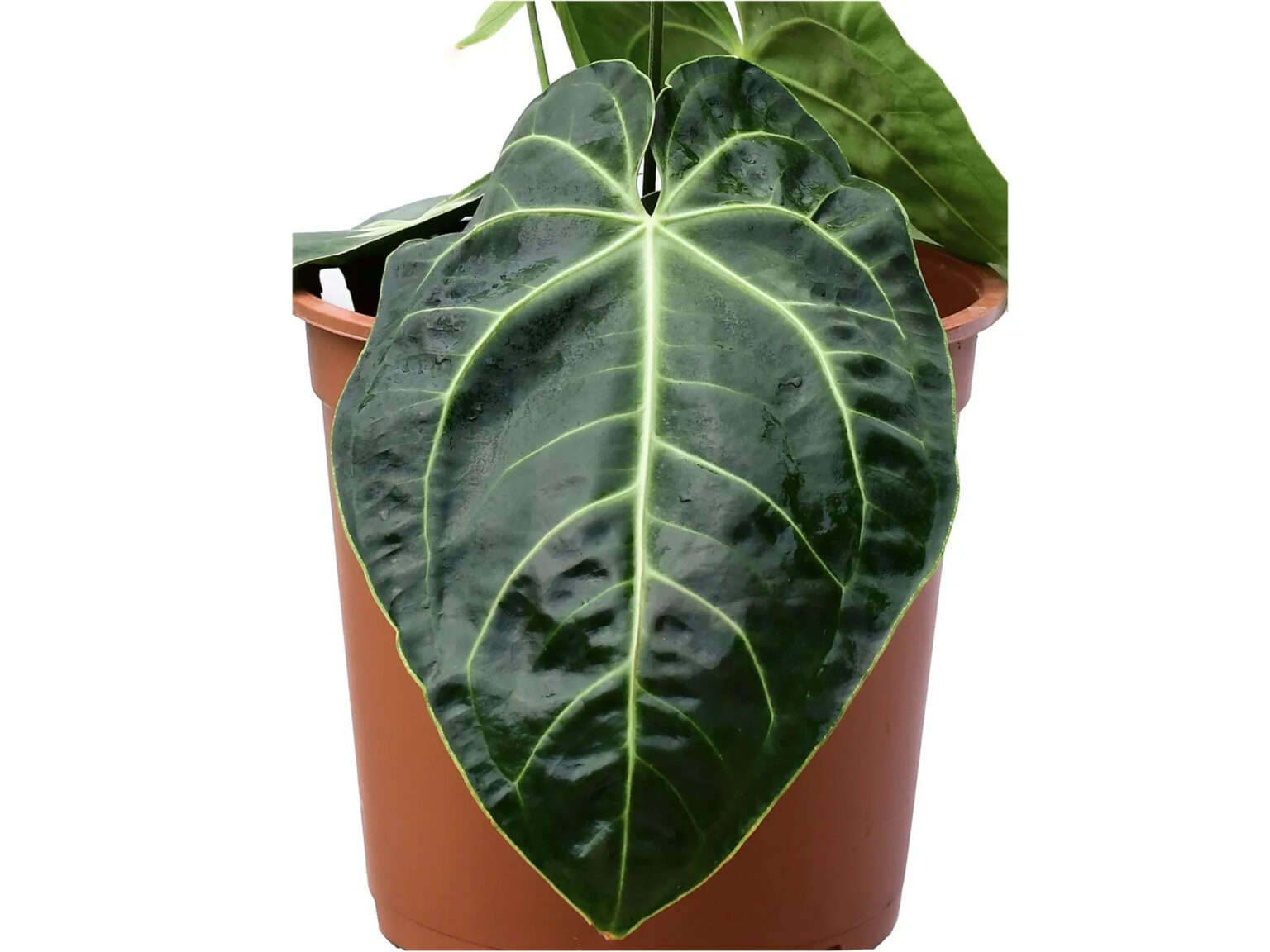 Anthurium Amazon Spirit (Anth. villenaorum x Anth. besseae aff