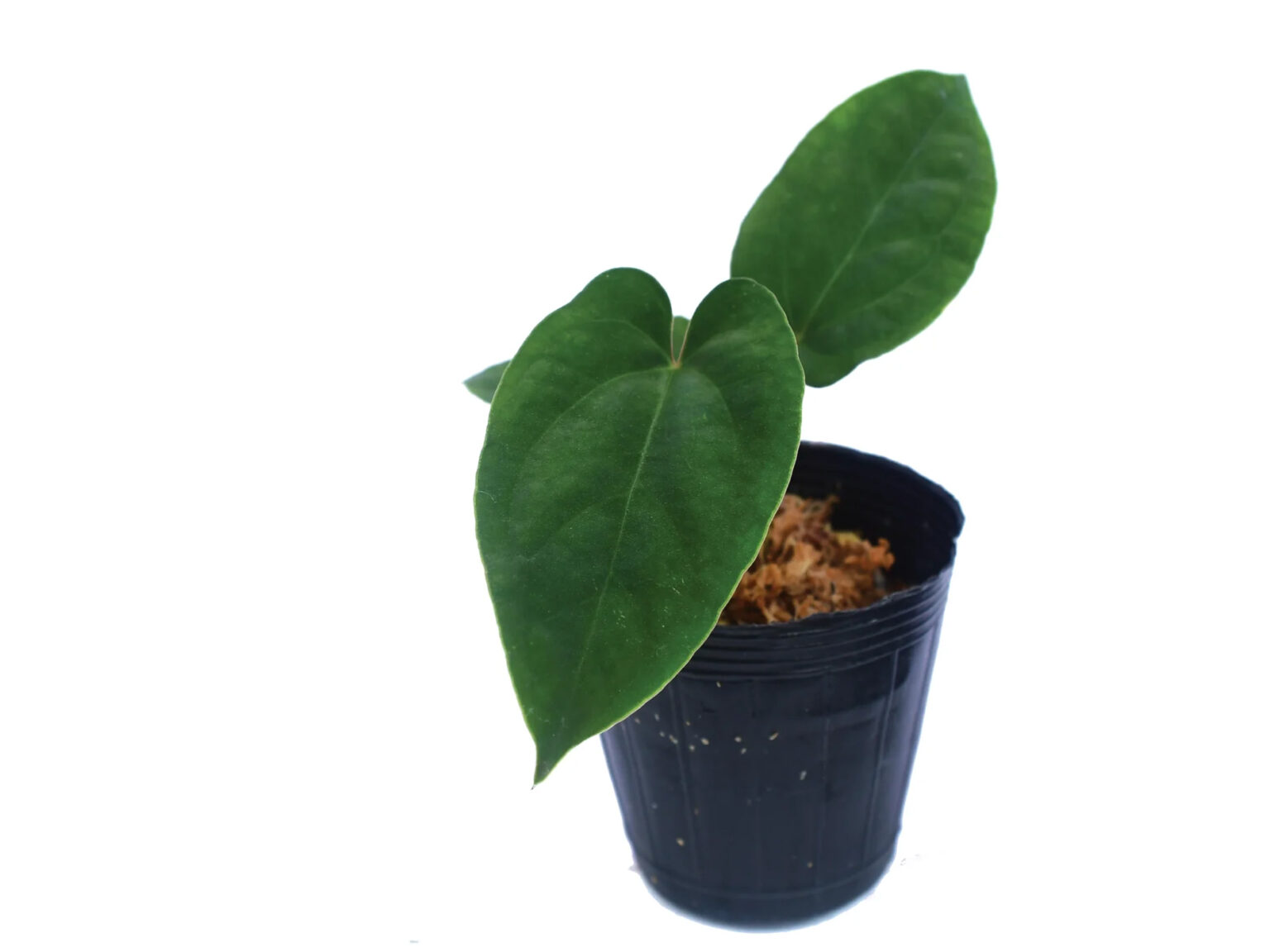 Anthurium dressleri seedling - Tropical Vines