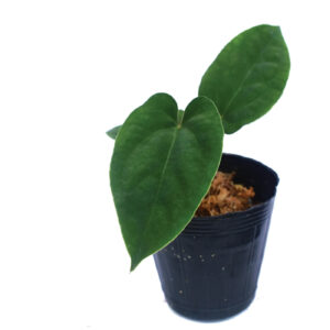Anthurium dressleri seedling