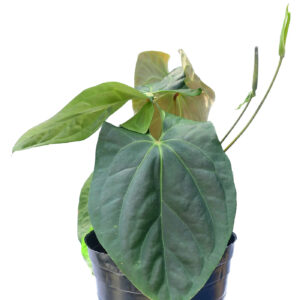 Anthurium giganteum verde x Anthurium besseae aff