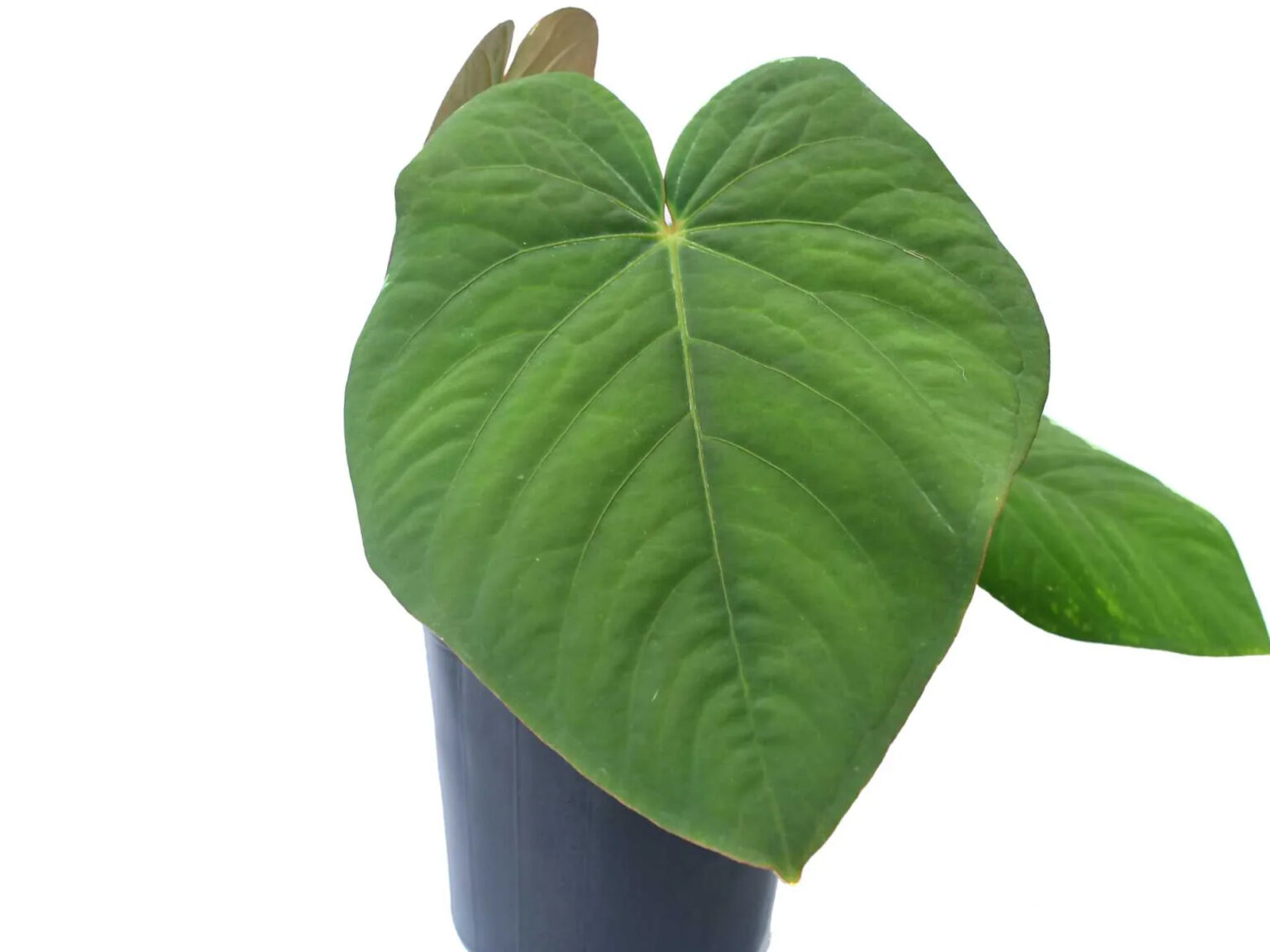 その他観葉植物 anthurium kunayalese Anthurium kunayalense - Tropical Vines