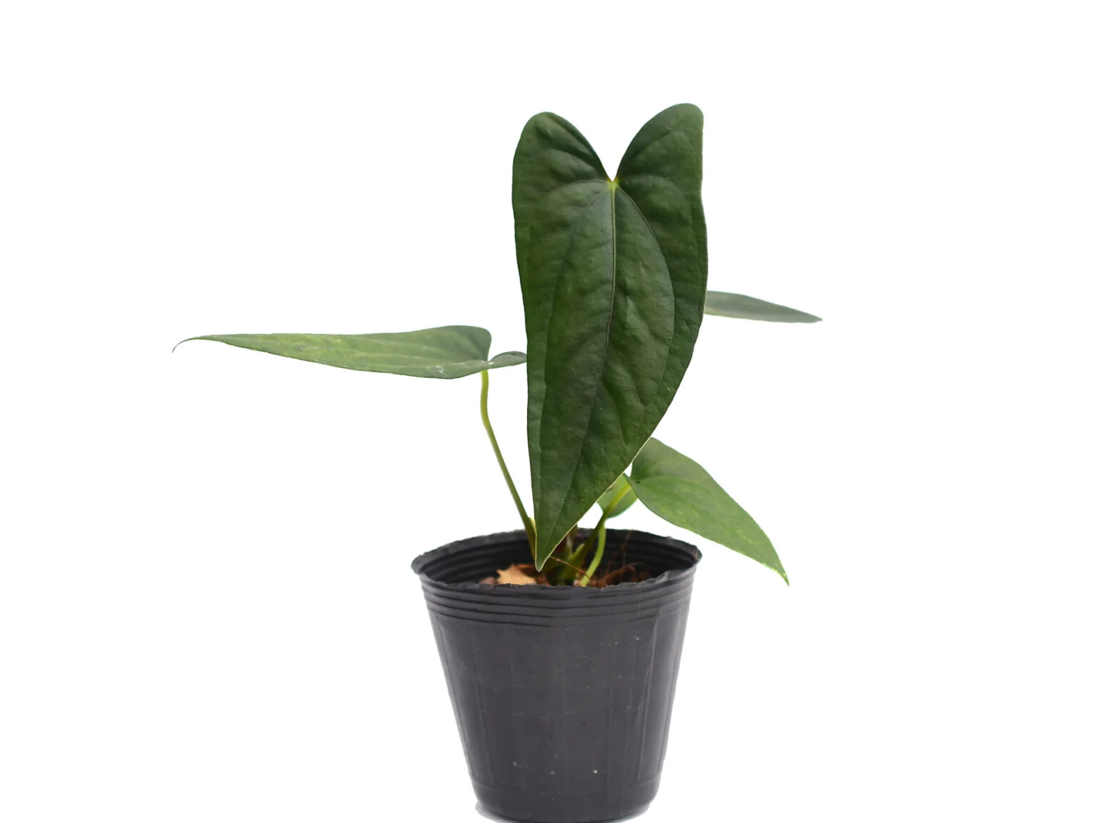 Anthurium nigrolaminum 'Gigi' アンスリウム Anthurium nigrolaminum 'Gigi' x Anthurium papillilaminum