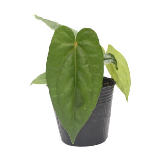 Anthurium nigrolaminum gigante x Anthurium dressleri