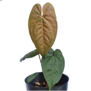 Anthurium nigrolaminum x Anthurium dressleri 1