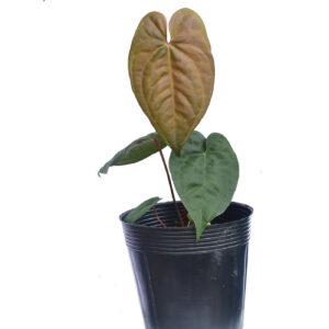 Anthurium nigrolaminum x Anthurium dressleri