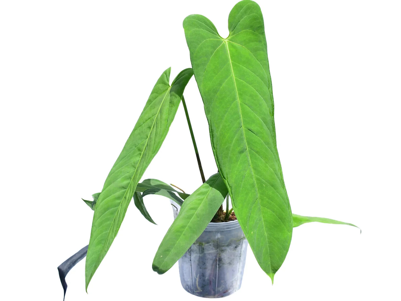 Anthurium panamense - Tropical Vines