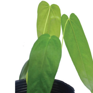 Anthurium pandurilaminum x Anthurium papillilaminum 1