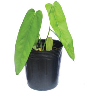 Anthurium pandurilaminum x Anthurium papillilaminum