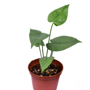 Anthurium xanthophylloides 1