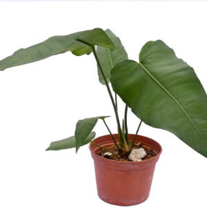 Anthurium xanthophylloides