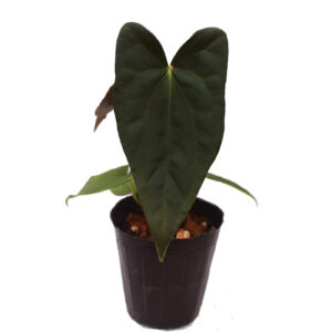 Anthurium Amazon Beauty x Anthurium papillilaminum